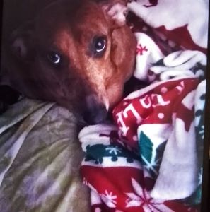 Meet your Posher, Patrocinia